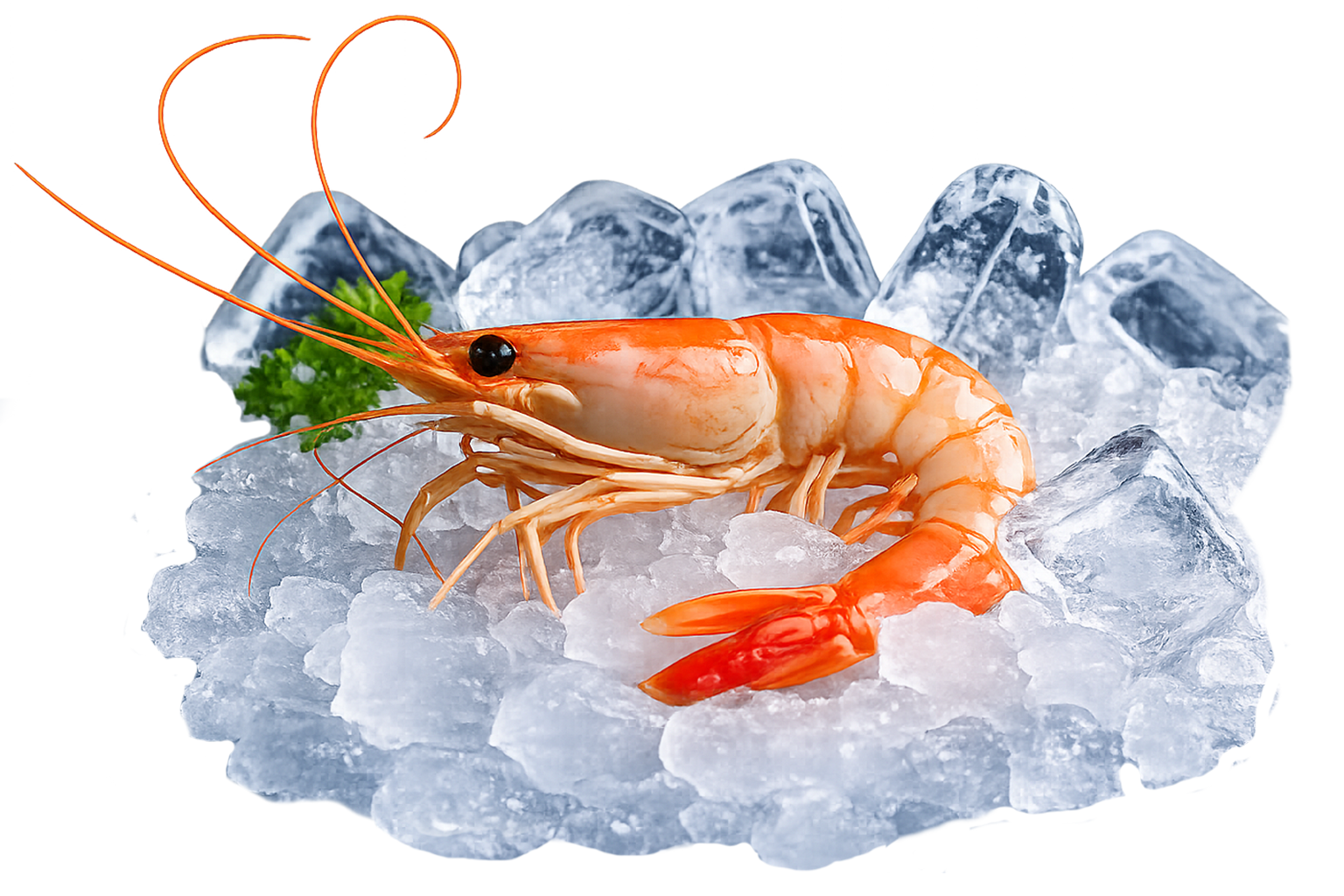 Premium shrimp
